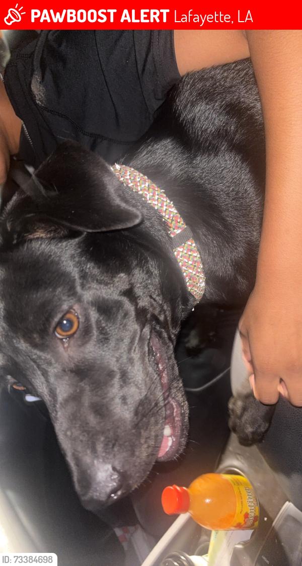Lost Female Dog last seen Crawford St, Lafayette, LA 70506