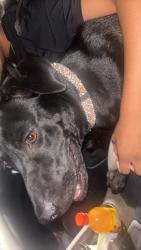 Lost Female Dog last seen Crawford St, Lafayette, LA 70506