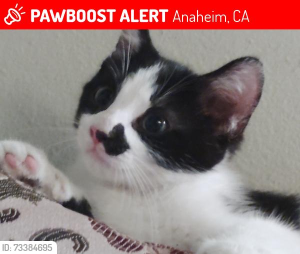 Lost Unknown Cat last seen walnut and ball, Anaheim, CA 92802