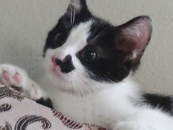 Lost Unknown Cat last seen walnut and ball, Anaheim, CA 92802