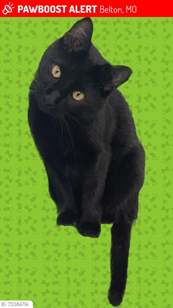 Lost Male Cat last seen Markey park, Belton, MO 64012