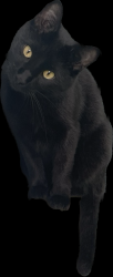 Lost Male Cat last seen Markey park, Belton, MO 64012