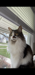Lost Male Cat last seen Harrison and bridge in Garden City MI, Garden City, MI 48135