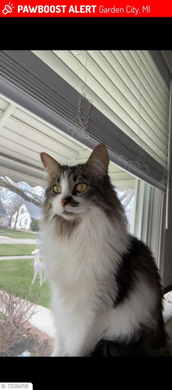 Lost Male Cat last seen Harrison and bridge in Garden City MI, Garden City, MI 48135