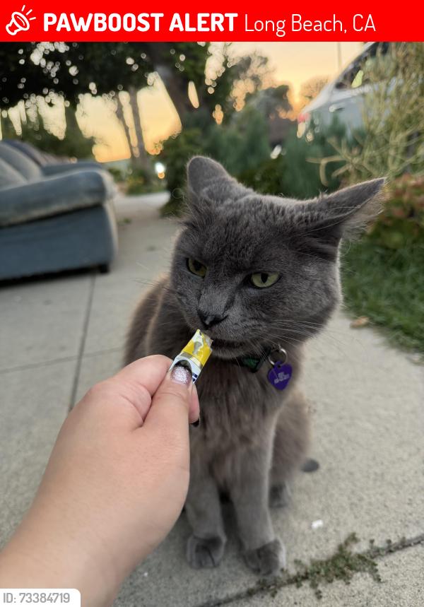 Lost Male Cat last seen Webster, Long Beach, CA 90810