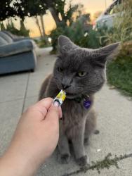 Lost Male Cat last seen Webster, Long Beach, CA 90810