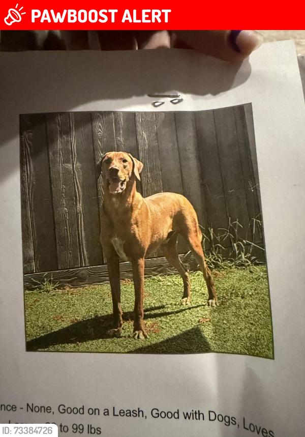 Lost Male Dog last seen Near Okeechobee Blvd, Loxahatchee, FL 33470, Loxahatchee Groves, FL 33470