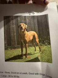 Lost Male Dog last seen Near Okeechobee Blvd, Loxahatchee, FL 33470, Loxahatchee Groves, FL 33470