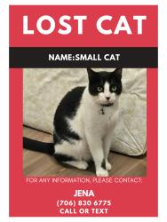 Lost Male Cat last seen old appling harlem rd, Harlem, GA 30814