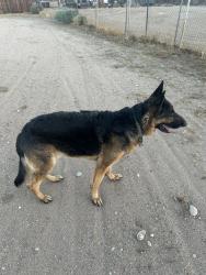 Found/Stray Male Dog last seen Luna and La Habra, Victorville, CA 92392