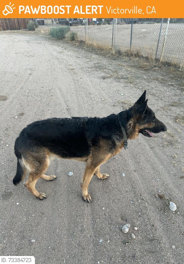 Found/Stray Male Dog last seen Luna and La Habra, Victorville, CA 92392