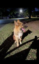 Reunited Male Dog last seen clanton rd, seaman dr, Charlotte, NC 28217