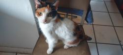 Reunited Female Cat last seen Near Garfield St 33020, Hollywood, FL 33020