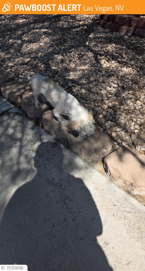 Found/Stray Unknown Dog last seen Woodbridge dr las vegas nevada, Las Vegas, NV 89108