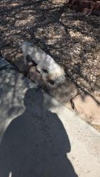 Found/Stray Unknown Dog last seen Woodbridge dr las vegas nevada, Las Vegas, NV 89108