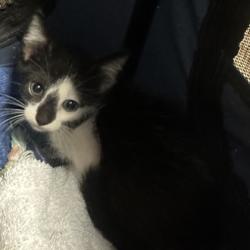 Shelter Stray Male Cat last seen Near N Williamsburg Dr Decatur, GA 30033, 30033, GA, 3280 Chamblee Dunwoody Rd, Chamblee, GA 30341, USA