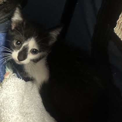 Shelter Stray Male Cat last seen Near N Williamsburg Dr Decatur, GA 30033, 30033, GA, 3280 Chamblee Dunwoody Rd, Chamblee, GA 30341, USA
