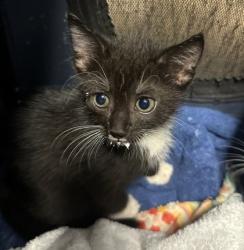 Shelter Stray Male Cat last seen Near N Williamsburg Dr Decatur, GA 30033, 30033, GA, 3280 Chamblee Dunwoody Rd, Chamblee, GA 30341, USA