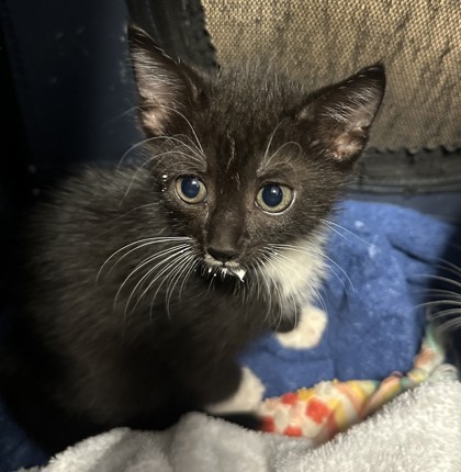 Shelter Stray Male Cat last seen Near N Williamsburg Dr Decatur, GA 30033, 30033, GA, 3280 Chamblee Dunwoody Rd, Chamblee, GA 30341, USA