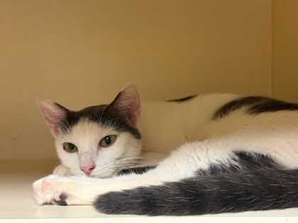 Shelter Stray Unknown Cat last seen Near N Williamsburg Dr Decatur, GA 30033, 30033, GA, 3280 Chamblee Dunwoody Rd, Chamblee, GA 30341, USA