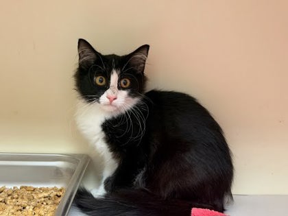 Shelter Stray Unknown Cat last seen Near Chamblee Tucker Rd Chamblee, GA 30341, 30341, GA, 3280 Chamblee Dunwoody Rd, Chamblee, GA 30341, USA