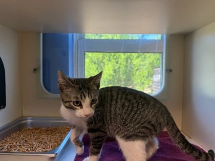 Shelter Stray Unknown Cat last seen Near Briarcliff Rd NE, Atlanta, GA 30329, 30329, GA, 3280 Chamblee Dunwoody Rd, Chamblee, GA 30341, USA