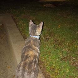 Found/Stray Unknown Cat last seen Brandywine blvd, Lanier ave., Fayetteville, GA 30214