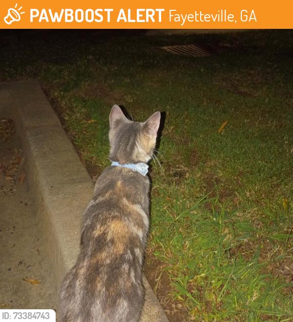 Found/Stray Unknown Cat last seen Brandywine blvd, Lanier ave., Fayetteville, GA 30214