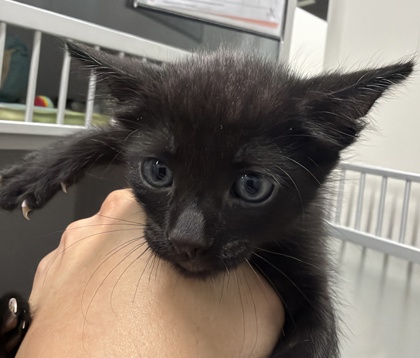 Shelter Stray Male Cat last seen ALAMOSA DR AT MANCOS, Rancho Cordova, CA, 6201 Florin Perkins Rd, Sacramento, CA 95828, USA