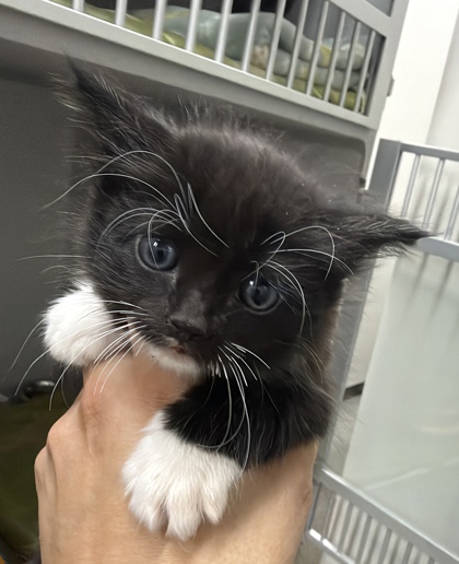 Shelter Stray Female Cat last seen ALAMOSA DR AT MANCOS, Rancho Cordova, CA, 6201 Florin Perkins Rd, Sacramento, CA 95828, USA