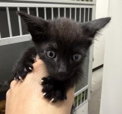 Shelter Stray Male Cat last seen ALAMOSA DR AT MANCOS, Rancho Cordova, CA, 6201 Florin Perkins Rd, Sacramento, CA 95828, USA