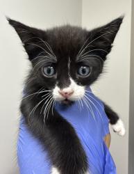 Shelter Stray Male Cat last seen ALAMOSA DR AT MANCOS, Rancho Cordova, CA, 6201 Florin Perkins Rd, Sacramento, CA 95828, USA