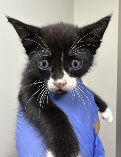 Shelter Stray Male Cat last seen ALAMOSA DR AT MANCOS, Rancho Cordova, CA, 6201 Florin Perkins Rd, Sacramento, CA 95828, USA