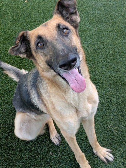 Shelter Stray Female Dog last seen Skylark and military Parkway, 75149, TX, 1650 Gross Rd, Mesquite, TX 75149, USA