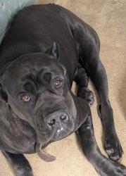 Shelter Stray Female Dog last seen Near Broadway, Oakland, CA, 1101 29th Ave, Oakland, CA 94601, USA