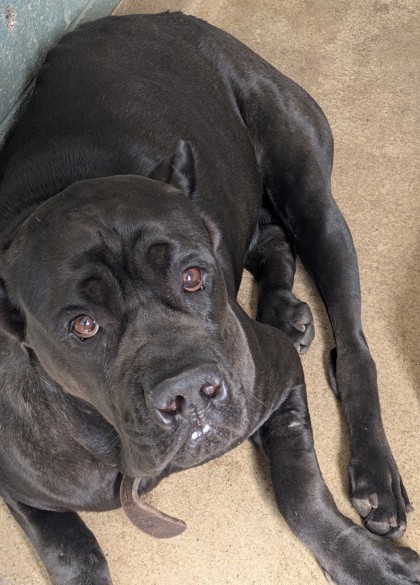 Shelter Stray Female Dog last seen Near Broadway, Oakland, CA, 1101 29th Ave, Oakland, CA 94601, USA