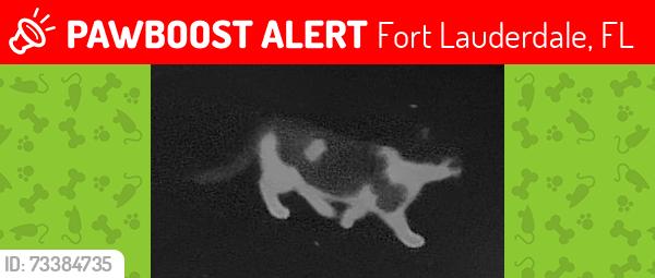 Lost Male Cat last seen Near av and 56 pl ft laud 33308, Fort Lauderdale, FL 33308