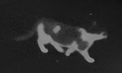 Lost Male Cat last seen Near av and 56 pl ft laud 33308, Fort Lauderdale, FL 33308