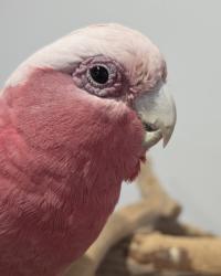 Found/Stray Unknown Bird last seen Condell Park, Condell Park, NSW 2200