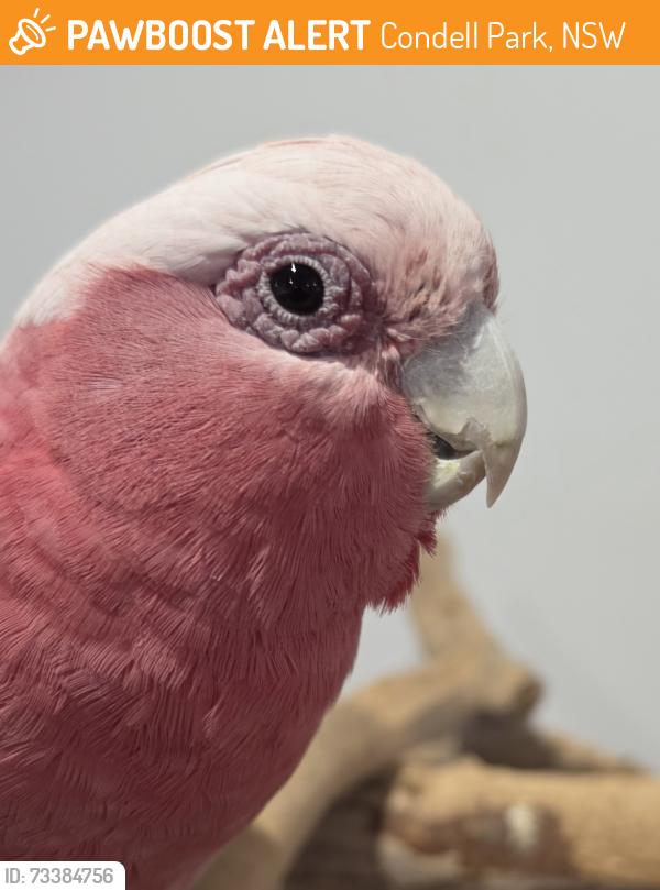 Found/Stray Unknown Bird last seen Condell Park, Condell Park, NSW 2200
