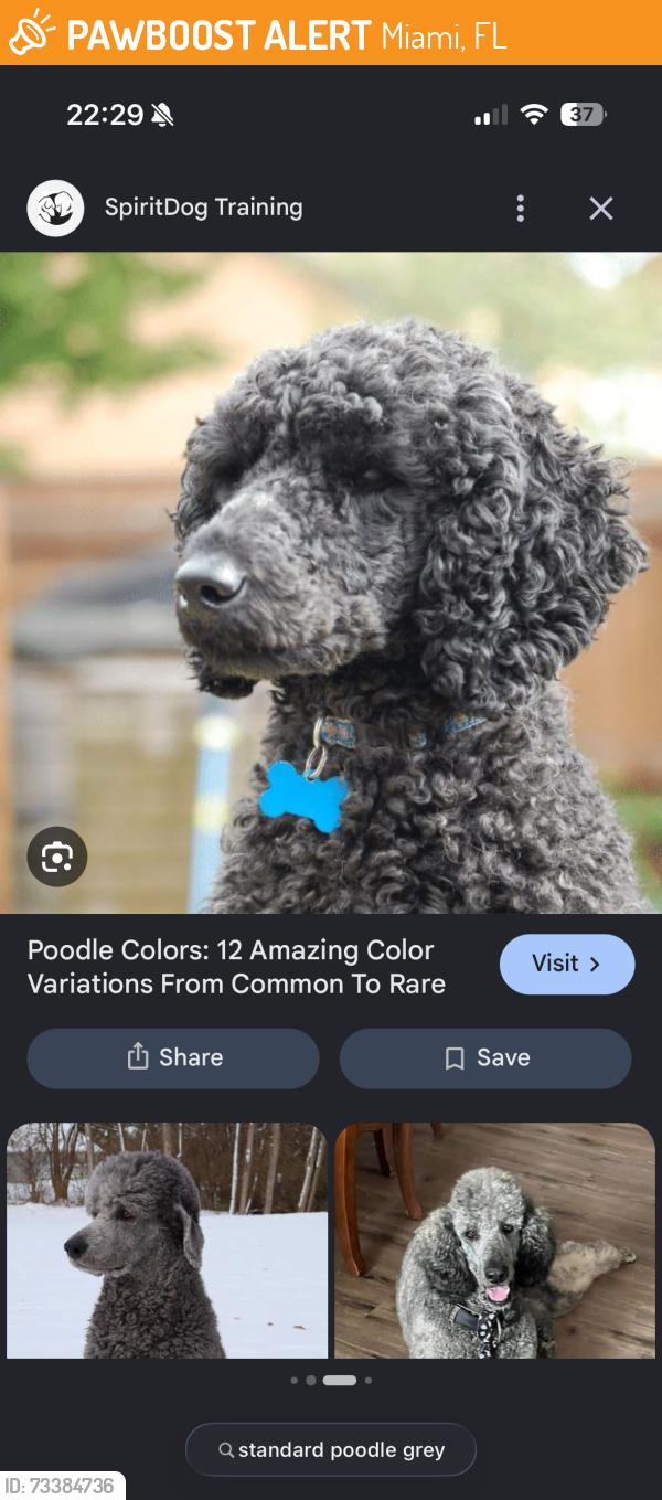Found/Stray Male Dog last seen Near W Park Dr, Miami, FL 33172, USA, Miami, FL 33172