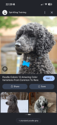 Found/Stray Male Dog last seen Near W Park Dr, Miami, FL 33172, USA, Miami, FL 33172