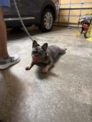 Found/Stray Unknown Dog last seen Blackstone community near Wesley Chapel Target, Wesley Chapel, NC 28104