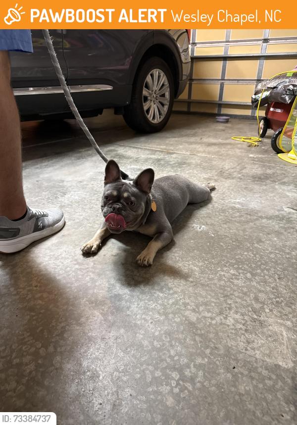 Found/Stray Unknown Dog last seen Blackstone community near Wesley Chapel Target, Wesley Chapel, NC 28104