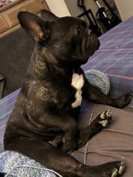 Reunited Male Dog last seen Blue Duck and speckle, Foothill Farms, CA 95842