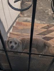 Lost Male Dog last seen Geraghty Ave and CityTerrace, Los Angeles, CA 90063