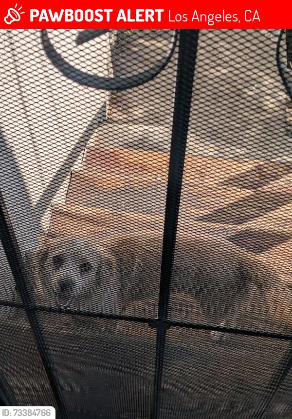 Lost Male Dog last seen Geraghty Ave and CityTerrace, Los Angeles, CA 90063