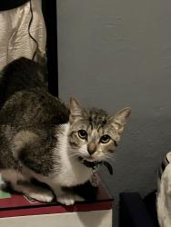 Lost Male Cat last seen Calles Fauna y Desiertos, Tonalá, Jal. 45403