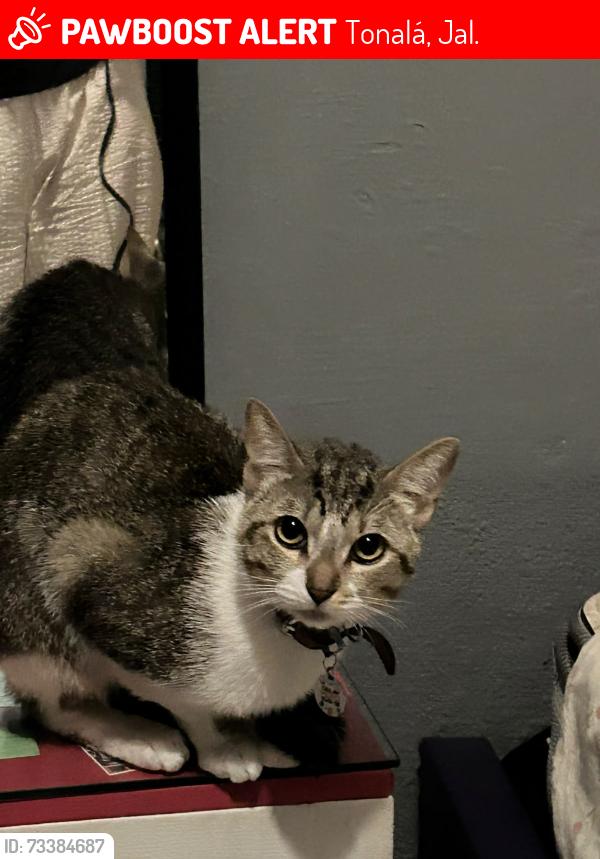 Lost Male Cat last seen Calles Fauna y Desiertos, Tonalá, Jal. 45403
