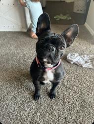 Lost Female Dog last seen Plant city highschool, Plant City, FL 33563